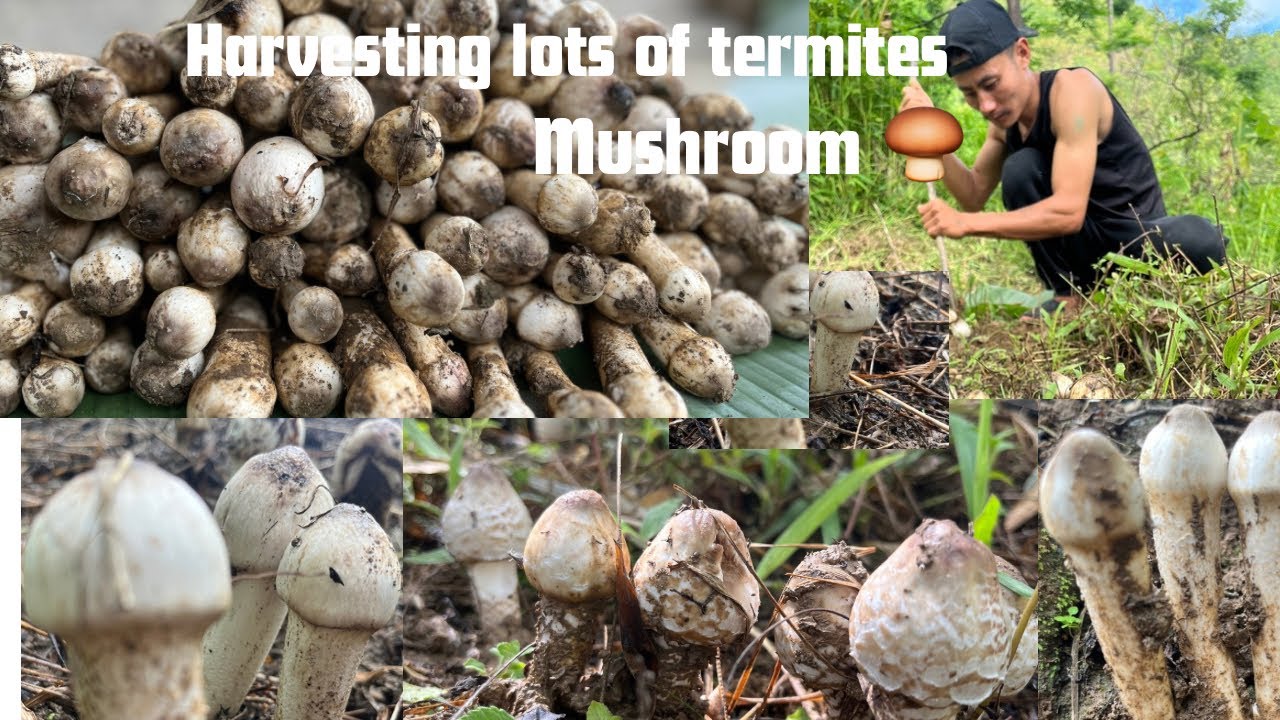 Fresh from the forest-Natures hidden gems