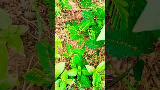 touch me not plant#vlog#garden#trending#viral#love#song#youtubeshorts#shortvideo#shorts#short#funny