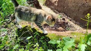 Watch Cat Discover the Wonders of the Season! by FluffyCat  15 views 1 month ago 2 minutes, 7 seconds