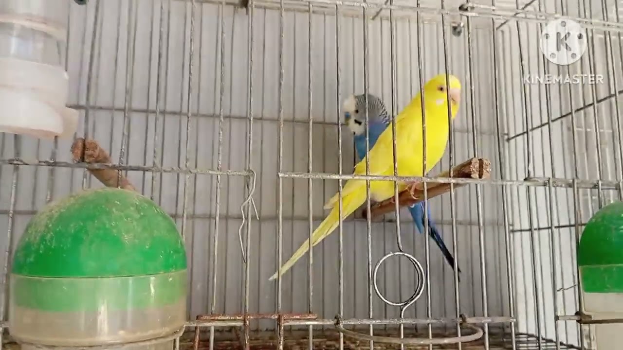 Apresentação da criação