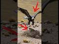 The enraged giant Andean condor takes ruthless revenge on the leopard!#wildlife #animals