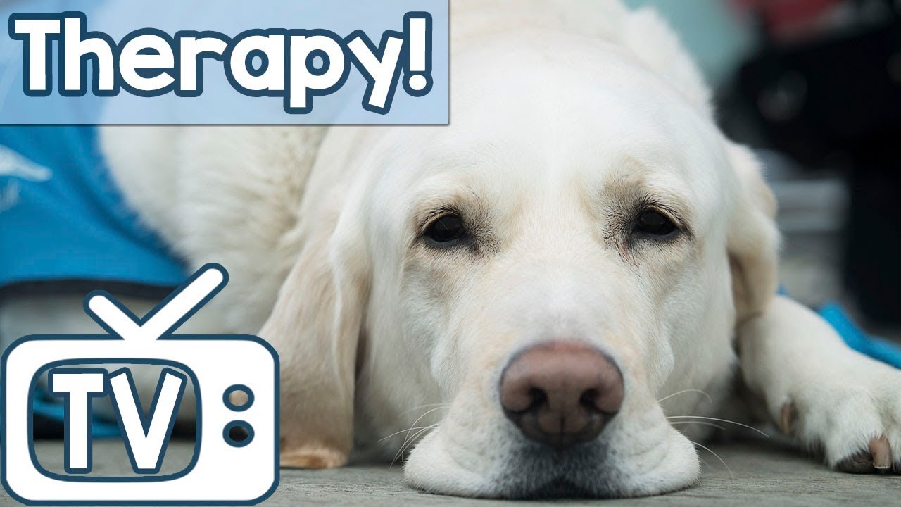 dog therapy jobs TV for Therapy Dogs! Help Your Therapy Unwind and Relax with this TV with Music for Therapy Dogs!