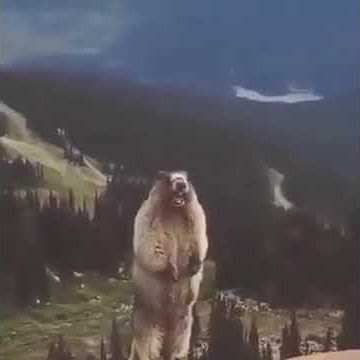 TUPAI TERIAK AAAHHH MEME - MEME OF A SCREAMING SQUIRREL