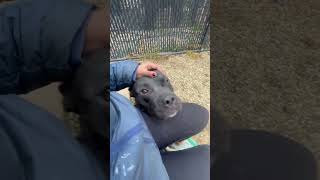 Download Lagu Petting Fisher at ACCT Philly MP3