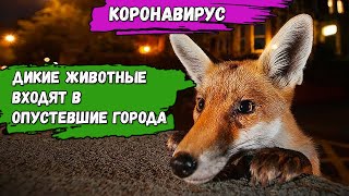 КОРОНАВИРУС. Дикие животные входят в опустевшие города.