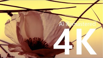 01.  Enigma - Encounters (4K AI Remastered)