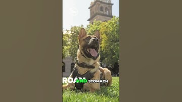 Police K9 Roam recovering after stabbing
