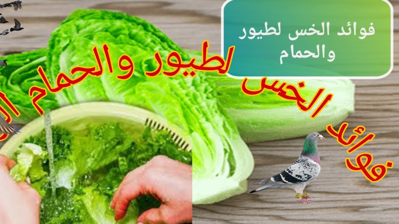 فوائد الخس وطرقة تقديمه للحمام الزاجل وجميع الطيور.