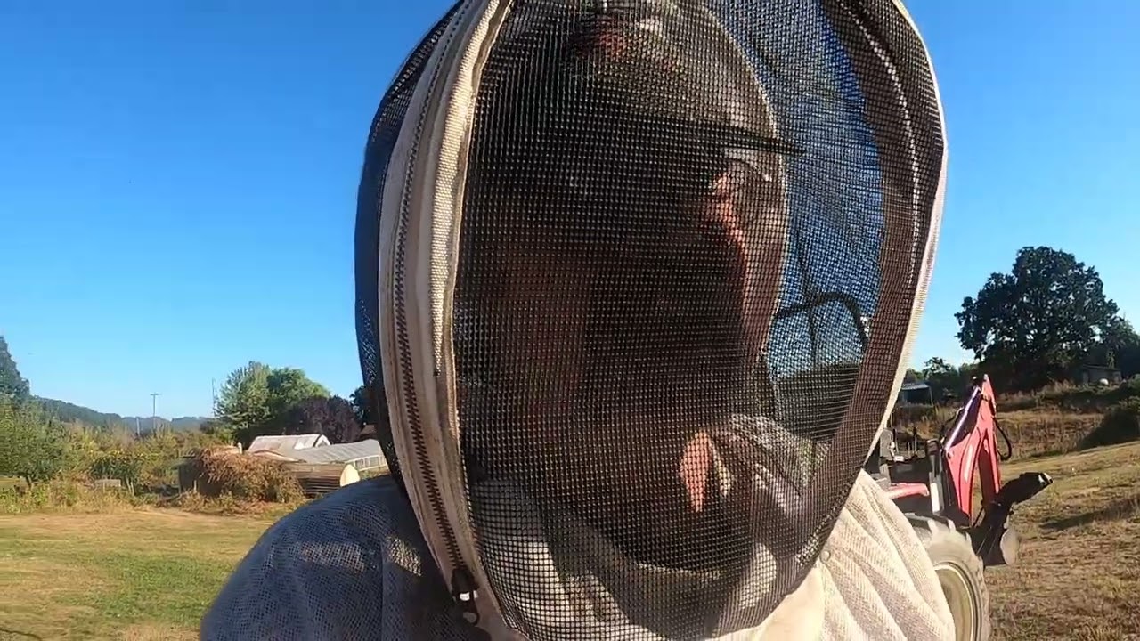 finding queens for the capped brood