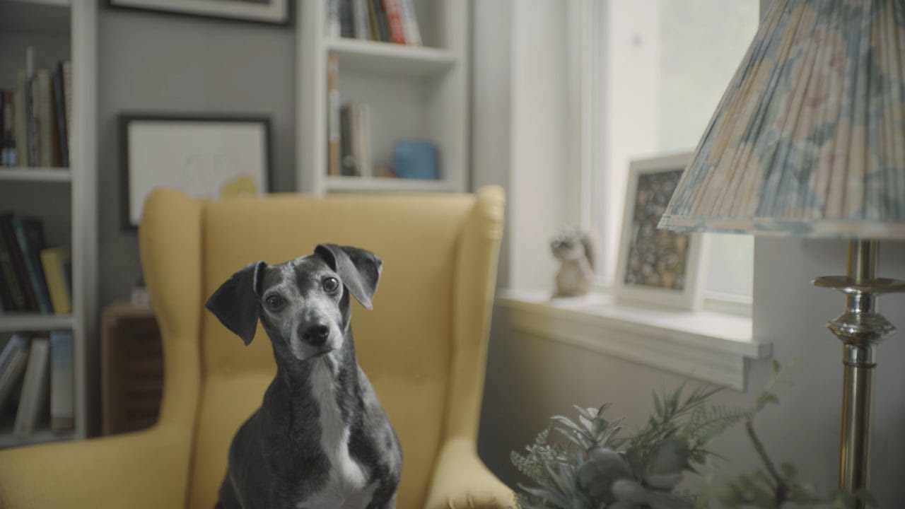 Grounds & Hounds Coffee Co