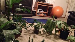 My E-Flite Blade MCX2 in the GBLynden Jungle!