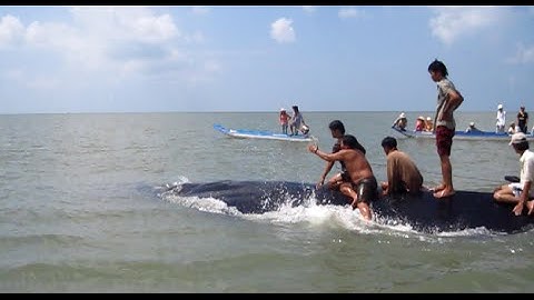 Cưỡi cá voi xanh khổng lồ - cảnh tượng độc nhất vô nhị.