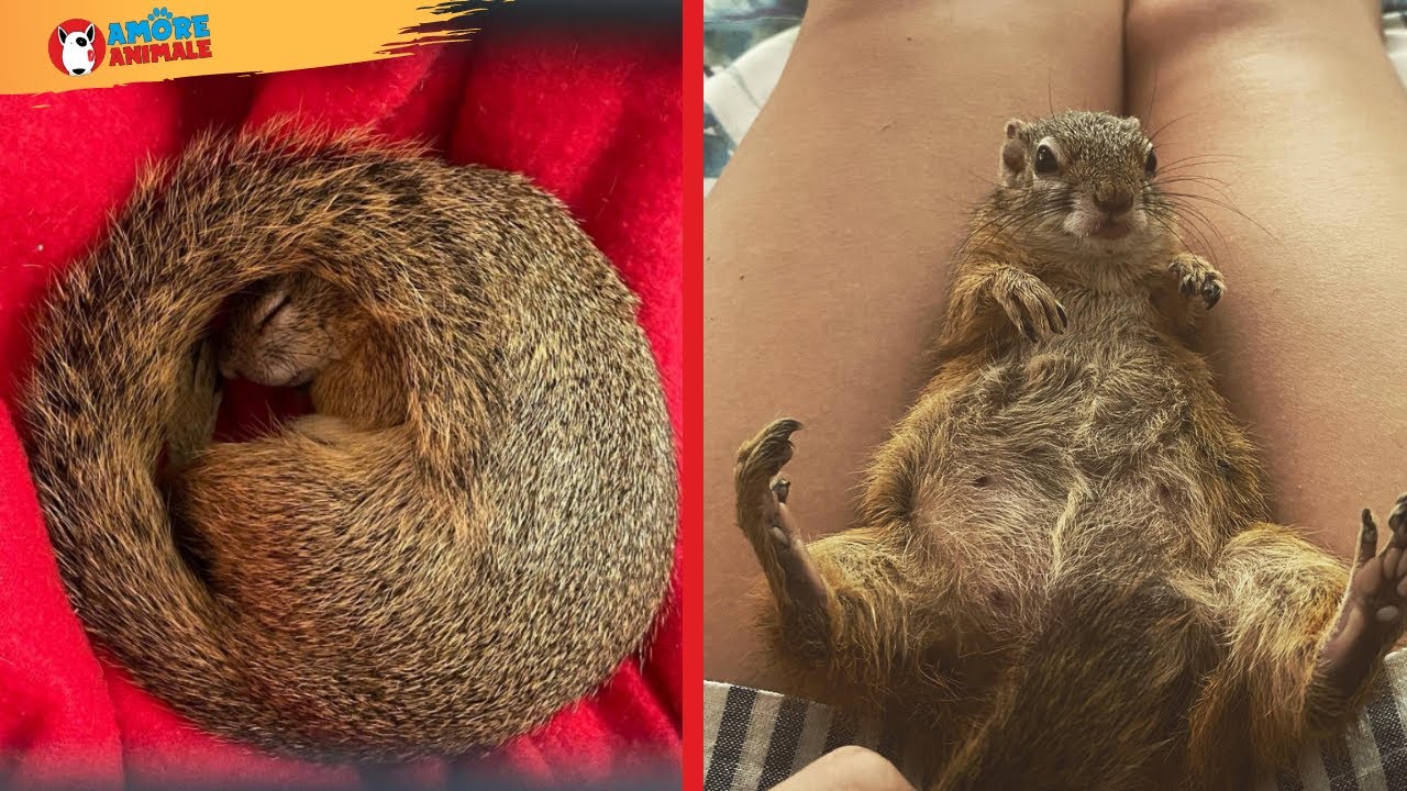 Update Scoiattolo incinta torna da chi l'ha salvato per partorire! 💘