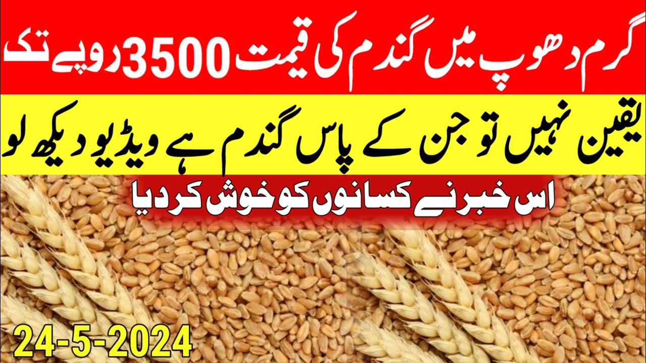 wheat price in punjab 2024 gundam/gandam rate today/wheat price today ...