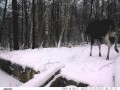 Лось и волк Moose and wolf