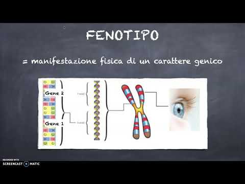 Genotipo e Fenotipo