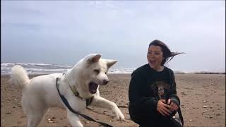 Nala - Dogs Trust Darlington