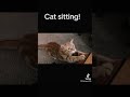 Cat sitting 2023! #cats #cat #animals #fun #funny #trending #art #comedy #lovers #be #life #live