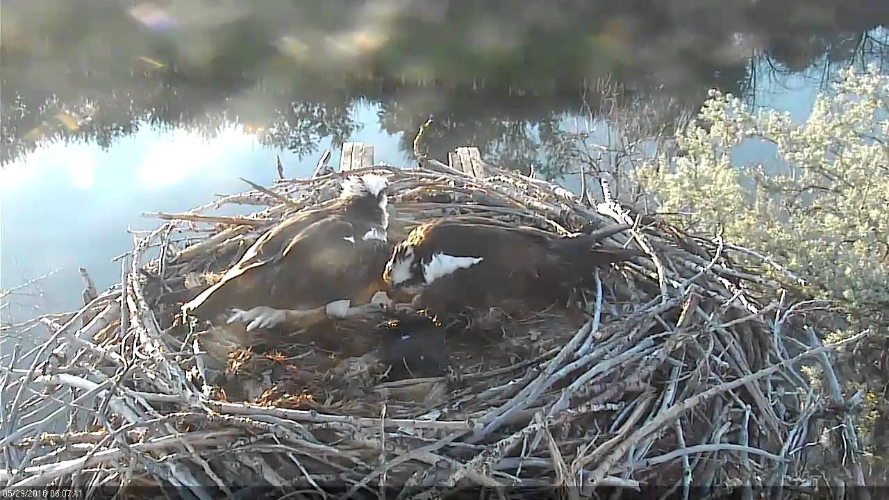 Hatching of Osprey Chick 1 YouTube