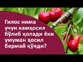 Гилос нима учун камҳосил бўлиб қолади ёки умуман ҳосил бермай қўяди?