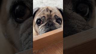 Tw This Video Depicts A Dog Living With A Horrible Man