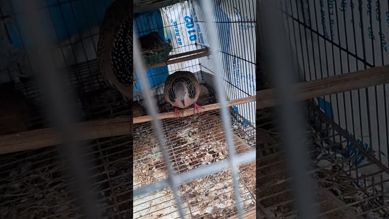 Cu.gái mười.lãnh......D.t0387935210