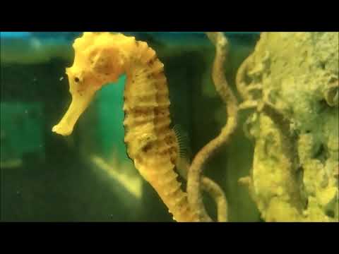 cavalo-marinho.-seahorse