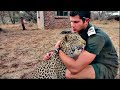 Playing With Leopard Cubs