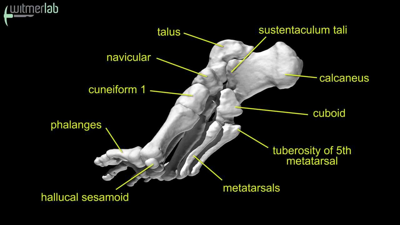 Skeletal anatomy of the human lower limb, based on CT scanning - YouTube