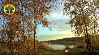 Вечерние Звуки Леса  Звук Костра Цикады [Сверчки Кузнечики]