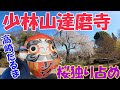 これぞ有名な高崎だるま様！！　少林山達磨寺はさくらMAX！！独り占め！！高崎八幡駅からぶらり歩いてみました