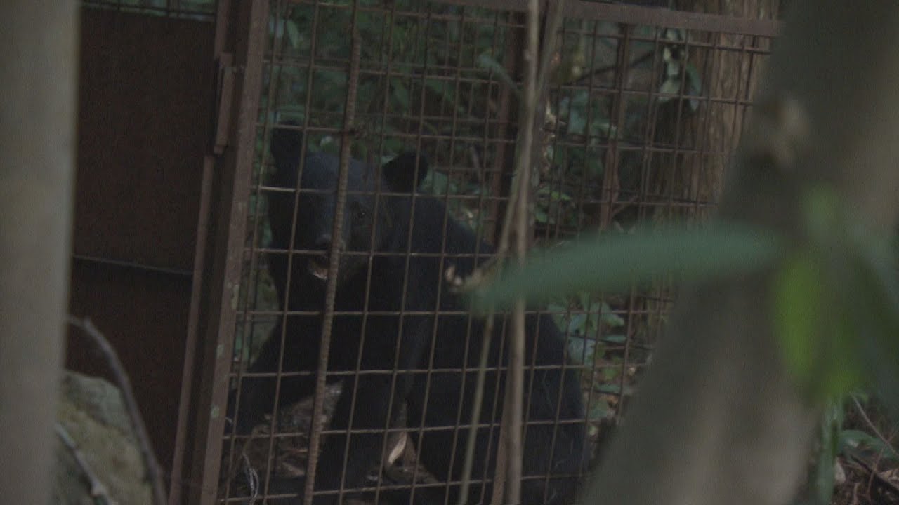 害獣を捕獲するための檻に「クマが入った」 しかしその後逃げ出す 付近