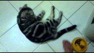20100813.mp4