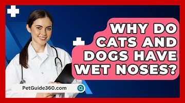 Why Do Cats And Dogs Have Wet Noses? - PetGuide360.com