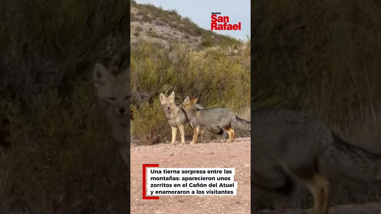 🦊❤️ El #video_más_tierno que vas a ver hoy