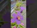 purple Petunia #follower #highlights #follower #highlights #trendingshort #bloombeauty #honeybee