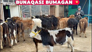 😱MANA SIZGA REKOT BUNAQASI BUMAGAN DARIM NARHLARDA BUQACHALAR KELDI SHOSHLIG 2026_01_03_febral.
