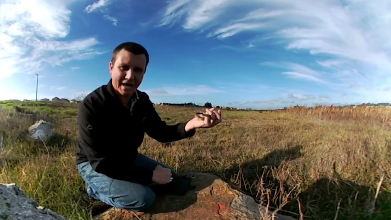 (In 360°) Herald Snake near Brackenfell, Cape Town, Western Cape, South