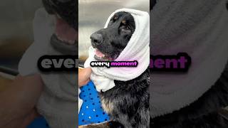 He hated baths until this happened! #shorts #dog #funny
