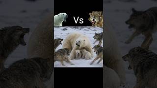 A Pack of Wolves Attacks Polar Bear Cubs #shorts #animals