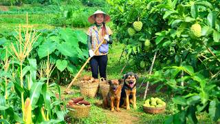 Harvest Taro, Sweet Corn, Custard Apples To Sell At The Market – Cook And Plant Crops