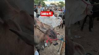 Parelhas de Bezerro Nelore