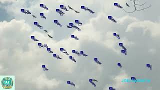 YOLOv11 Bird Segmentation