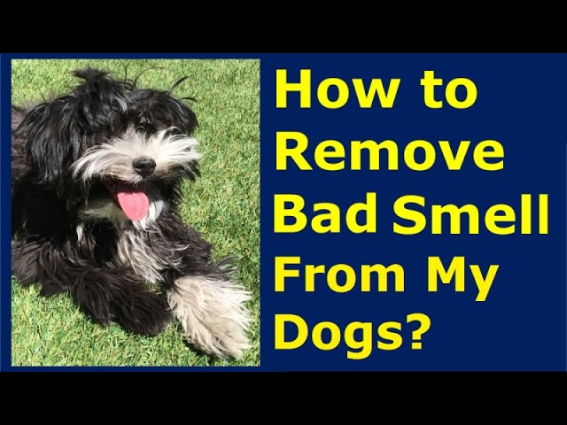 Why Does My Dog Have A Bad Odor