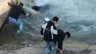 Brave Rescue of Two Dogs Stuck in Raging River Current