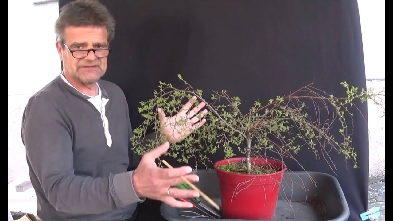 Bonsai 2020-30 - Zwergbirke - Betula pendula karaca - eine Birke wird vom Strauch zum Baum