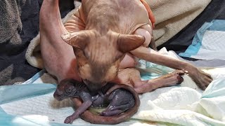 Cat Giving Birth to Kittens 💖 Cat Daddy Supports All the Time by Liukaa Balk`s 16,636 views 1 year ago 4 minutes, 51 seconds