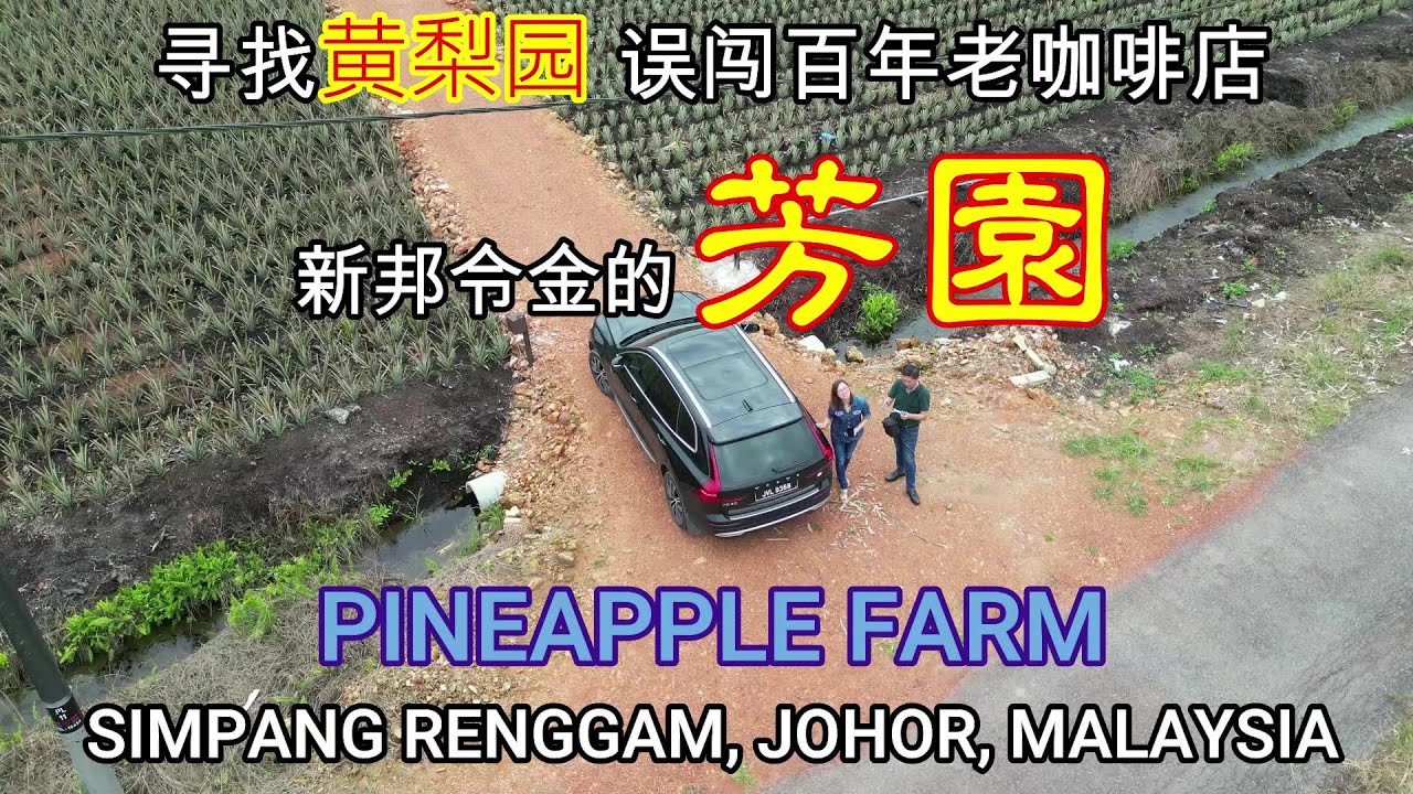 【新邦令金黄梨园】的风情; 隐藏的百年咖啡店“芳园” Simpang Renggam Pineapple Farm , 你不会来就太可惜了#趴趴走 #oldtown #simpangrenggam