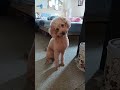 play this sound to see your dog reaction #dog #doglover #poodle