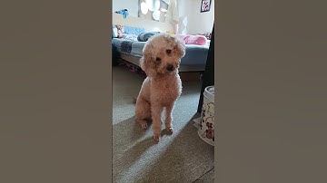 Thumbnail of play this sound to see your dog reaction #dog #doglover  #poodle